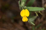 Arrowhead rattlebox